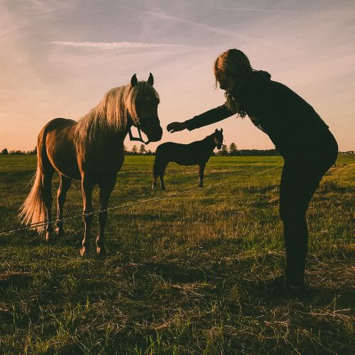 épanouissement personnel par le contact avec le cheval cécile lavault et les chevaux équithologie equicoaching bien être libération émotionnelle épanouissement personnel nantes libération émotionnelle nantes connaissance de soi connaissance de soi nantes formation libération émotionnelle nantes stage libération émotionnelle nantes atelier libération émotionnelle nantes formation intelligence émotionnelle nantes formation intelligence émotionnelle formation épanouissement personnel nantes equicoaching nantes