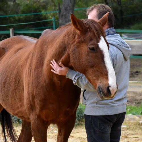 s'épanouir au quotidien
le cheval pour aller mieux équithologie equicoaching Cécile Lavault & les Chevaux Nantes - formations intelligence émotionnelle et communication relationnelle