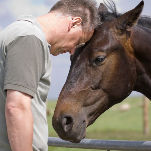 comment s'épanouir dans sa vie personnelle ? formation équithologie equicoaching stage au contact des chevaux gestion des émotions bien être Nantes