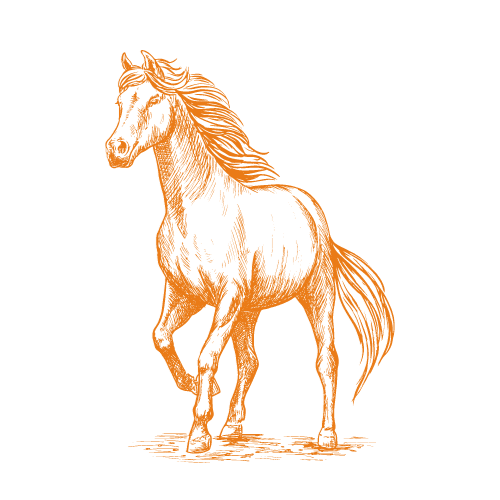 bien être par les chevaux équithologie développement personnel cécile lavault équicoaching