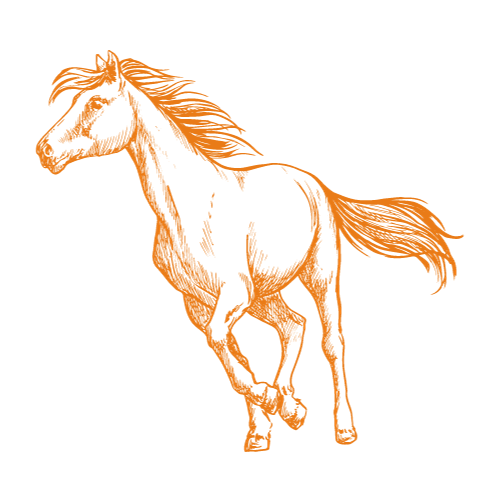 équithologie, bien être, Cécile et les chevaux