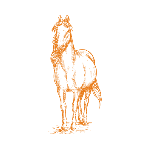 équithologie coaching avec les chevaux - bien être